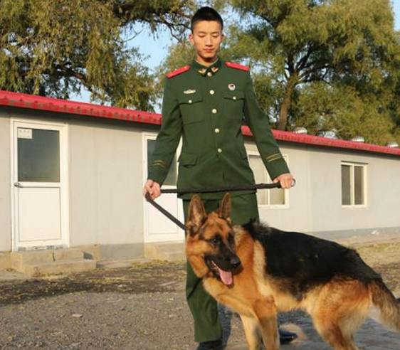 军事游记,军犬亮相,它们能萌化你也能暖哭你