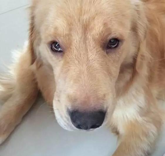 金毛爸爸默默流泪,看着刚出生的一窝崽,真是有苦说不出