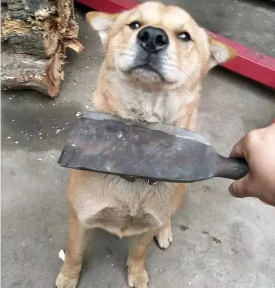 土狗宝宝做错事,主人拿刀吓唬,可它这表情.可以说戏精本精了