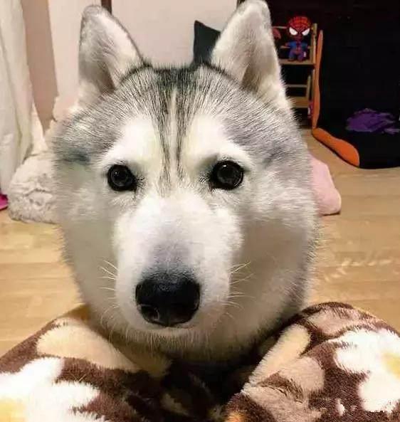 或猥琐;而没有黑眼圈的哈士奇虽然清秀了很多,但二傻的气息却更浓了