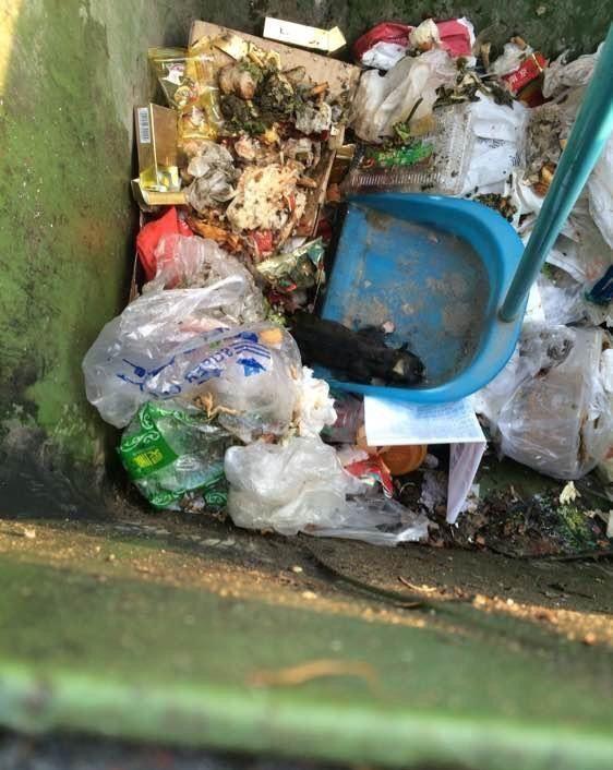 好心人倒垃圾,听见里面咿咿呀呀的生意,翻出一只可爱的小狗狗