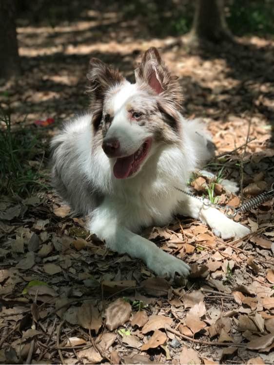 为拉高全家的智商平均线,花2200元买只边牧,我们的幸福就开始了