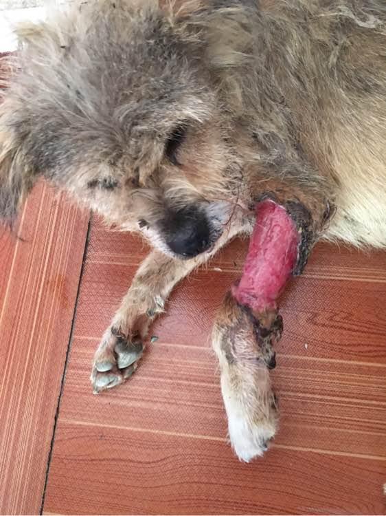 流浪狗受伤躺路边轻舔伤口,带回家老妈第一眼就掉下眼泪