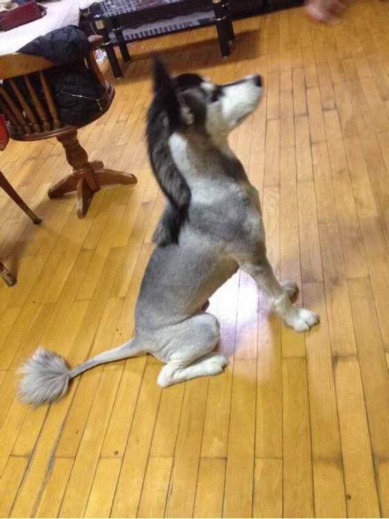 男子晒朋友家哈士奇的剃毛照,直接笑喷了一群人:都给剃成驴了!