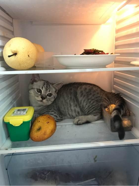 刚把冰箱打开,猫咪立马钻了进去,还不肯出来,网友哭笑不得