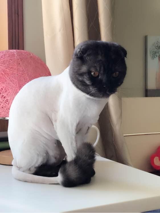 网友晒了自家猫咪的剃毛照,你们能想象出它原来的样子吗?