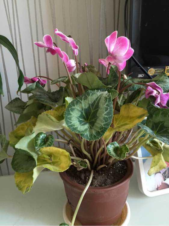 解决仙客来倒伏黄叶就这么简单让仙客来爆盆爆芽还爆花