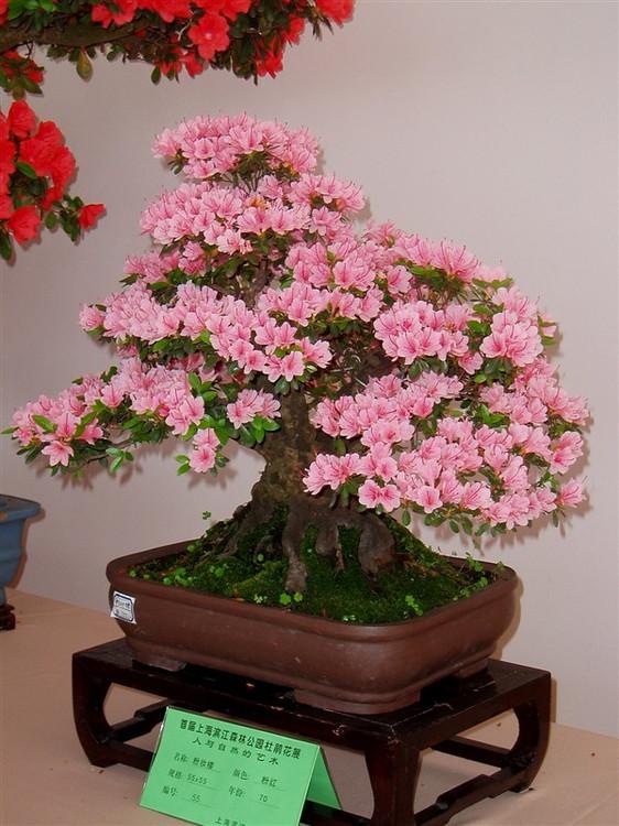 盆景欣赏——盆景杜鹃花