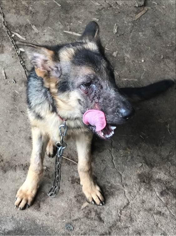 我当时心里一震,想跑过去看看狗狗伤势,可惜狗狗跑的太快了也没追上.