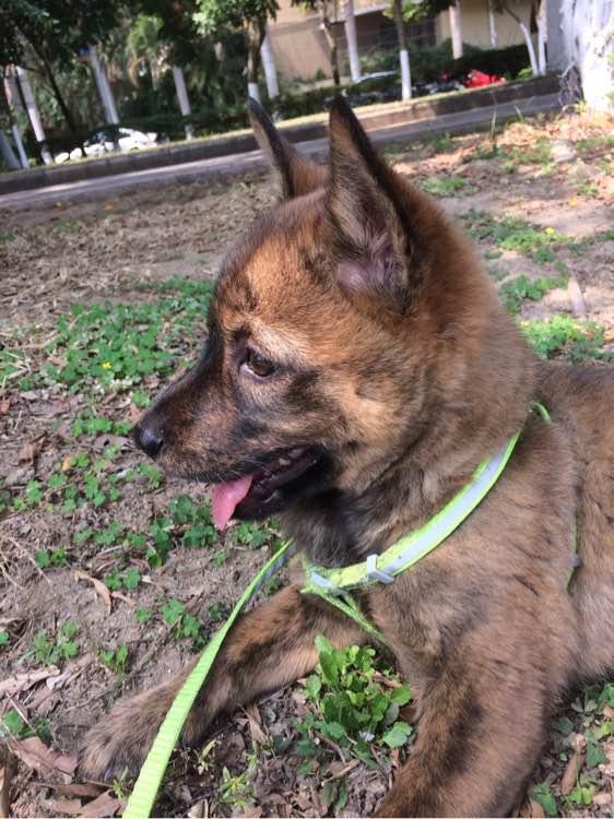 抱养回来一只2个月大的土狗|土狗|狼狗|男子_新浪新闻