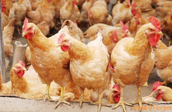 杭州萧山鸡民间几乎绝种 日本人曾经拿一辆豪车换100只种鸡蛋