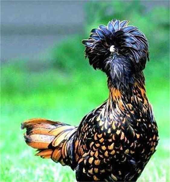 宠物也可以是只鸡,大家见过这些宠物鸡吗|宠物鸡|鸡|松鼠_新浪新闻