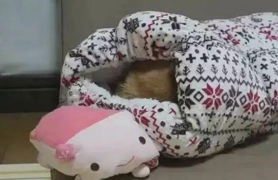 柴犬赖床一喊就缩被窝是跟铲屎官学的吧