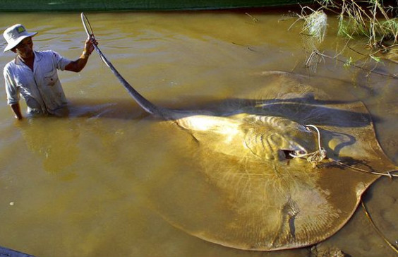 三大濒危巨型鱼类,有的曾经把渔船掀翻过!|泰国|魟鱼|毒刺_新浪网