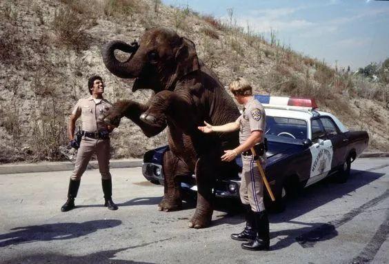 大象喜欢蹭汽车,踩鳄鱼,坐同伴, 真不知道自己是个胖子吗?