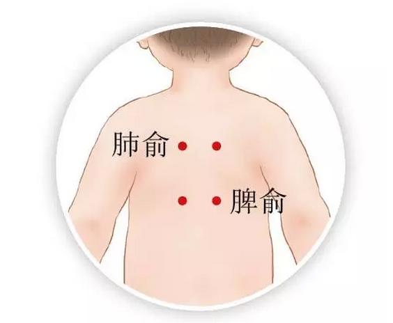 因此,揉肺腧,可以调理肺部功能,预防感冒.