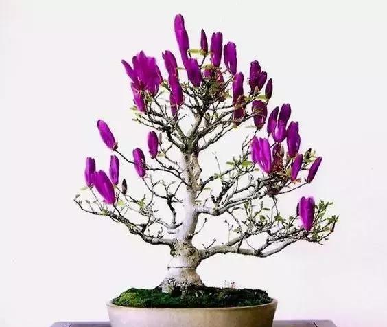 玩盆景,能体味到"朝饮木兰之坠露"的雅趣吗?|木兰|玉兰|木笔_新浪新闻