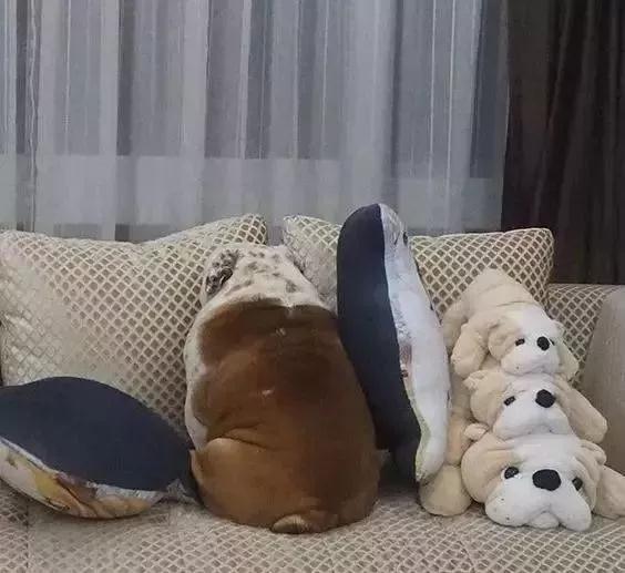 法斗胖到没有朋友:吃啥都能胖,怪我咯