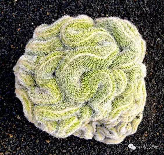 长相恐怖的奇葩仙人掌,密集恐惧症患者不要点进来|奇葩|仙人掌|拉丁名