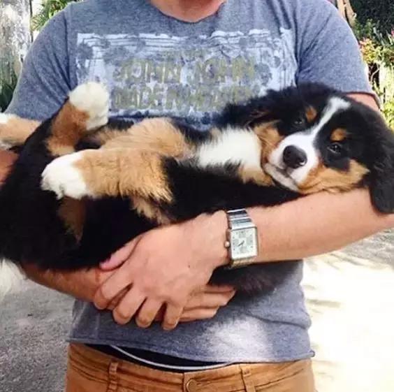 这才是抱狗狗的正确方式,一般人都错了!|狗狗|主人|姿势_新浪新闻