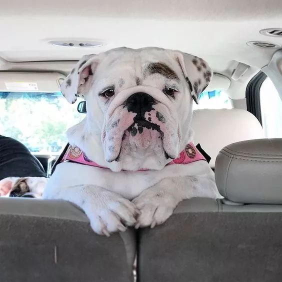 狗年养狗添福纳财看看路虎车主都适合养什么狗