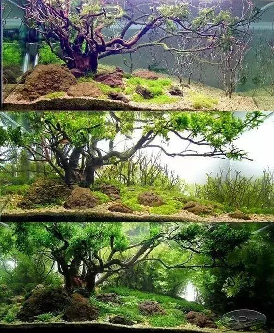 家居水景丨如何在草缸中做出一棵栩栩如生的树呢?