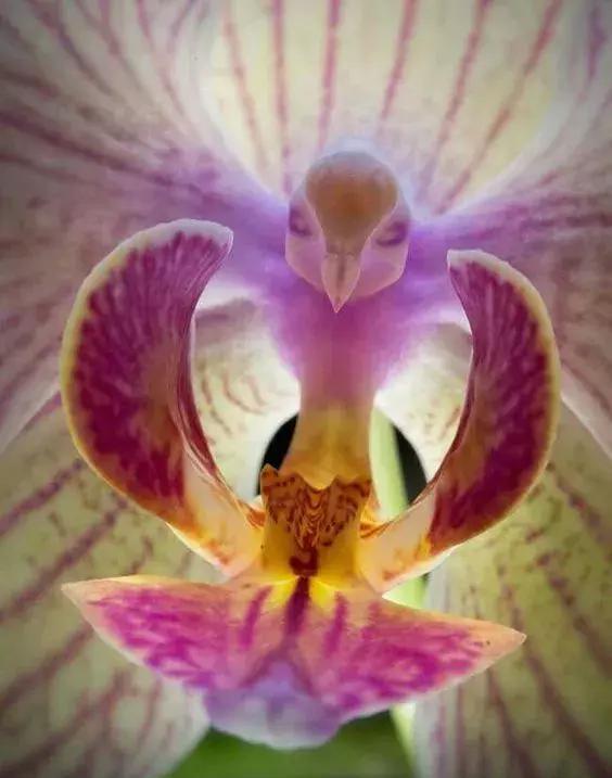 奇花奇花太罕见了一辈子难得见一回