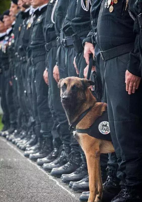 忠诚的守护者中国国内七种常见的警犬