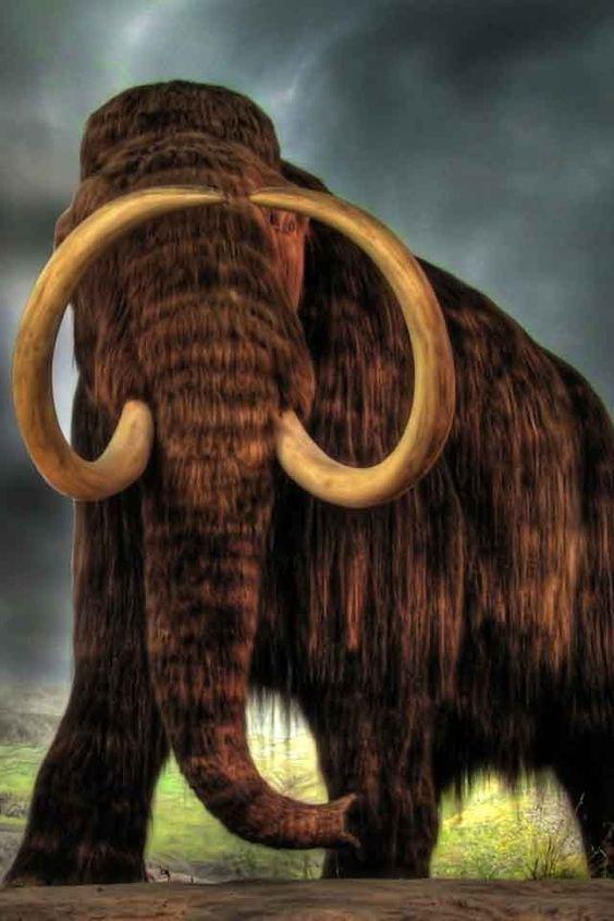 猛犸象(长毛猛犸)体型一般和今天的亚洲象类似,哥伦比亚猛犸,帝王猛犸