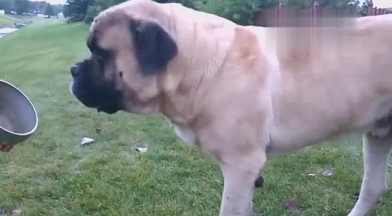 è‹±å›½ç'çŠ¬å–œæ¬¢åƒèŠ±æ¤°èœ è‹±å›½ç'çŠ¬å–œæ¬¢åƒèŠ±æ¤°èœ