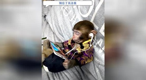 猴子看电视的时候睡着了,突然又把自己吓醒了,太逗了!