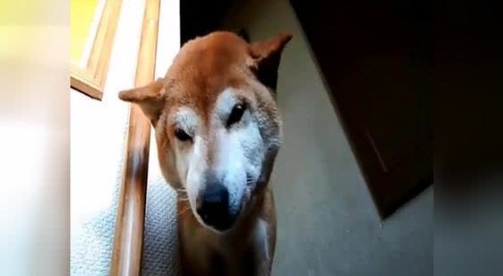 看到女主人后,这只柴犬开启了嗲哭模式.