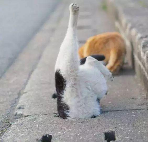 猫星人,你还可以再蠢一点,猫星人犯蠢大合集!