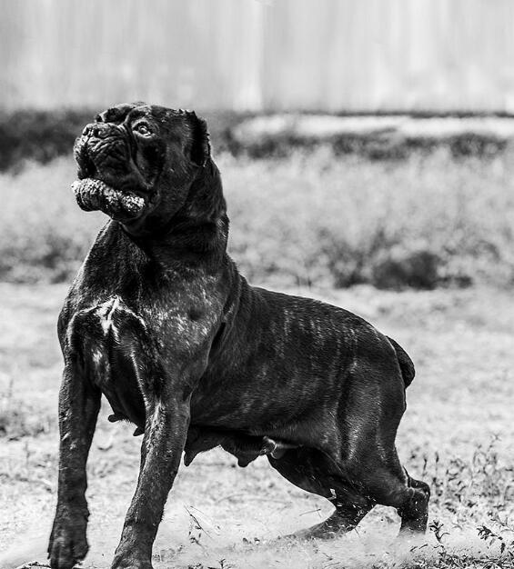 卡斯罗自带远光灯,晚上千万不要带狗狗去有强光的地方