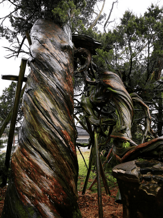 中国最"怪"的一棵树, 被雷劈成两半1900年还活着!
