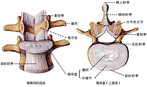 腰2椎体位置图片图片