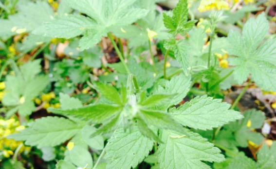 头痛的拉拉秧,可是治疗皮肤瘙痒和痔疮的好药|皮肤瘙痒|痔疮|葎草