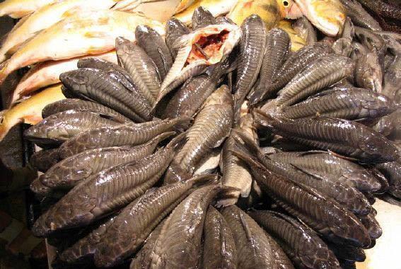 清道夫都逃脱不了吃货的手掌心