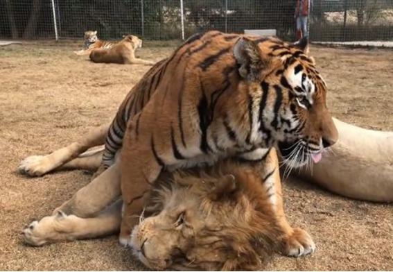 公老虎实在是太欺负狮子了