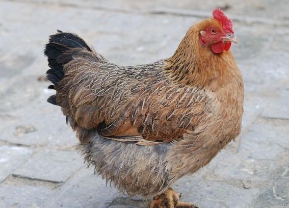 月子大量食用农村老母鸡,苦了妈妈,苦了孩子,缺乏知识真可怕!