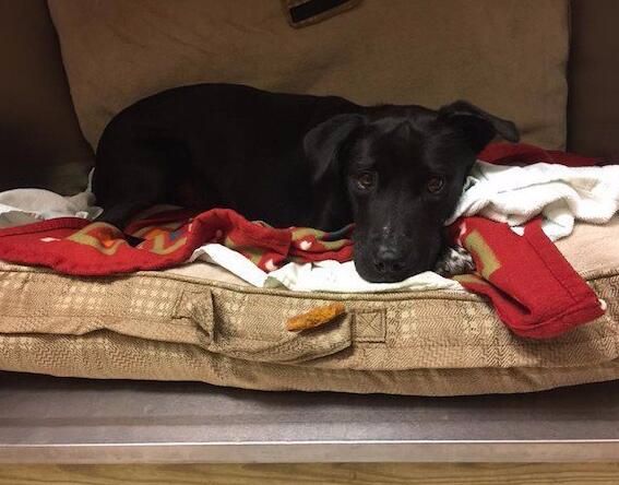 狗狗被主人恶意抛弃一脸担惊受怕的表情躲在角落瑟瑟发抖