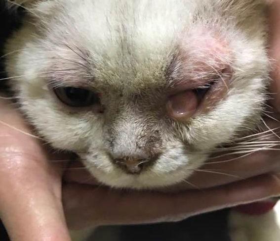 猫咪偷吃主人的饼干,被主人用高跟鞋踩脑袋,邻居救下却还是