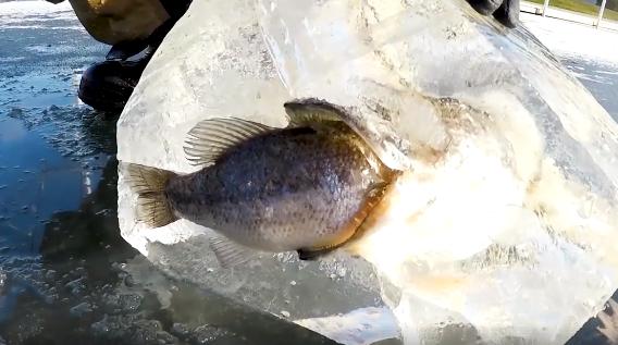 小鱼被冰冻在水面,男子不忍拿电锯破冰后,冰层底下更惊人的真相