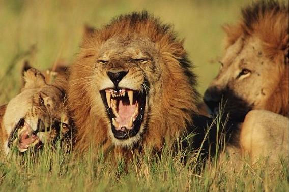 实拍:年轻雄狮被三头成年雄狮撕咬欺负,这时最强壮的雄狮过来了