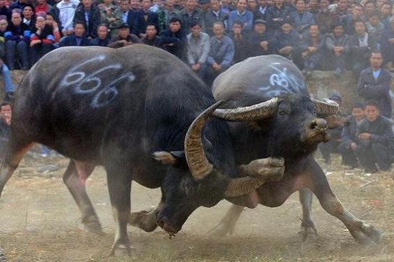 实拍:牛王巅峰对决,黑金刚对泸西一号,真是精彩啊!