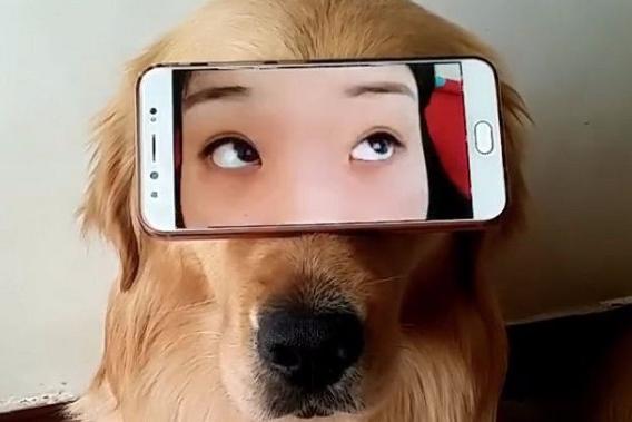 金毛的高科技眼镜,真是各种表情包!让人大开眼界!