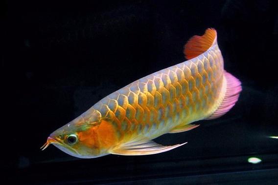 金龙鱼爸一张嘴,满满的金龙鱼宝宝,真是大开眼界,这是要发财了