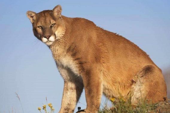 实拍:美洲狮单挑两条北美灰狼,猫科和犬类精彩搏斗,大开眼界了
