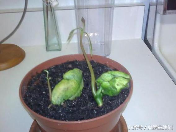吃剩下的芒果核不要扔,找个花盆,自己在家种,也能开花结果|种子|盆栽