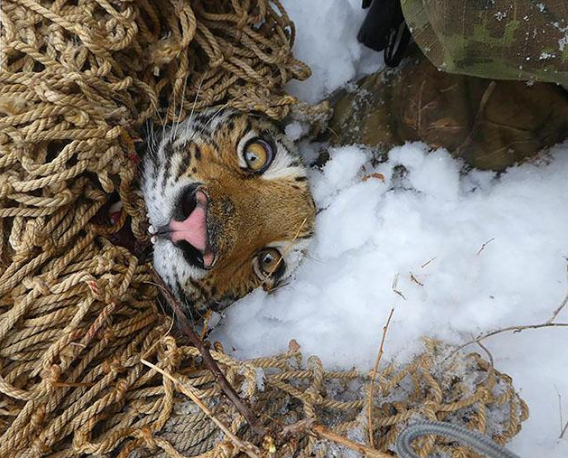 野生母老虎带着幼崽进村偷狗吃,孩子们吓得不敢上学